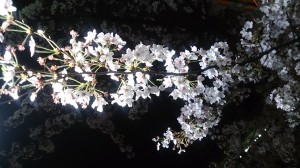 夜桜