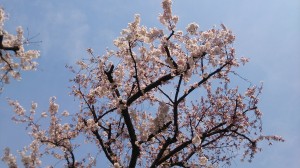 桜