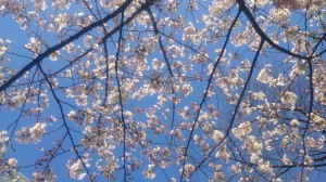 道玄坂の桜（2015年）