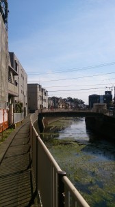 善福寺川（昼下がり）