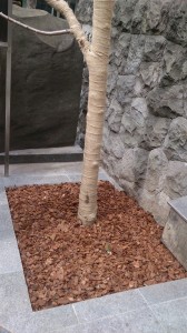 桜（道玄坂）植樹②