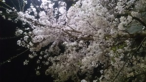 夜桜（住宅街）