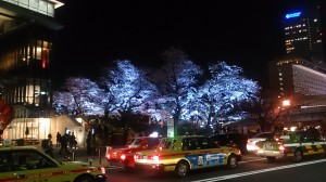 夜桜（繁華街）